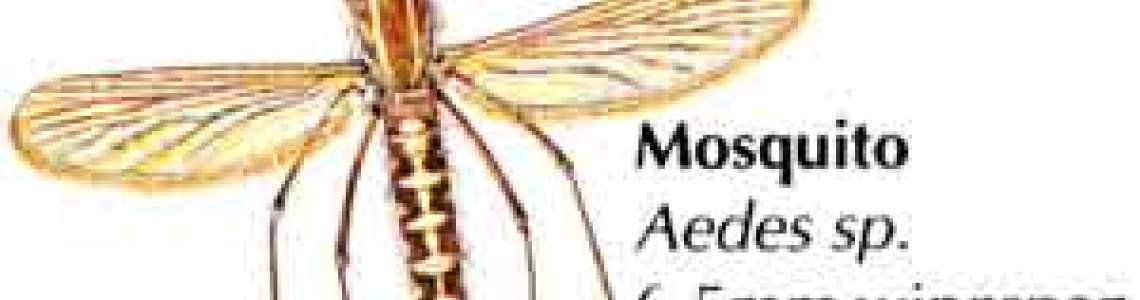 Примерна програма за борба с комарите -II