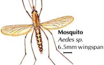 Примерна програма за борба с комарите -II