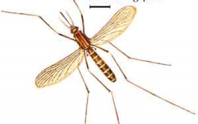 Примерна програма за борба с комарите - I