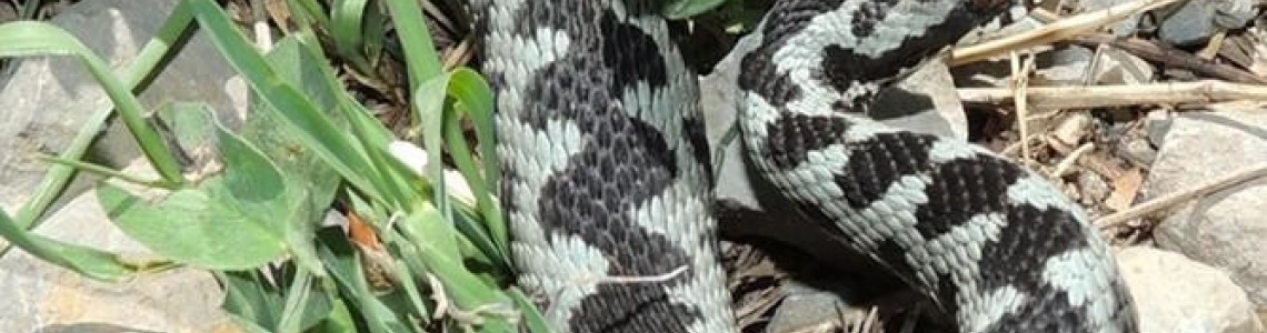 Мерки при ухапване от влечуги