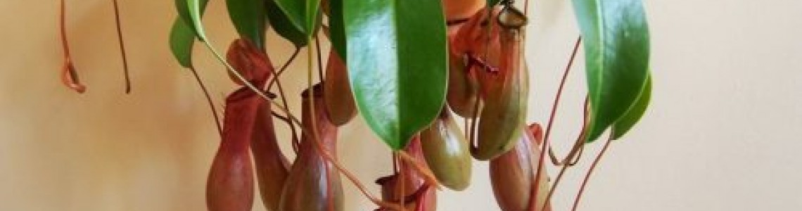 ‎Растението, което 