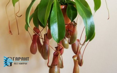 ‎Растението, което 