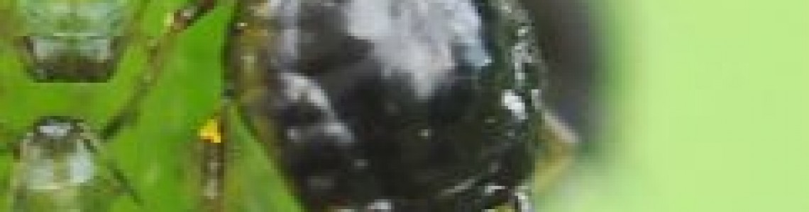 Въшката, която може напълно да унищожи градината ви