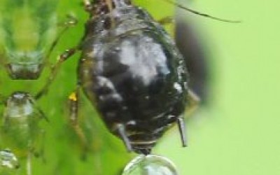 Въшката, която може напълно да унищожи градината ви