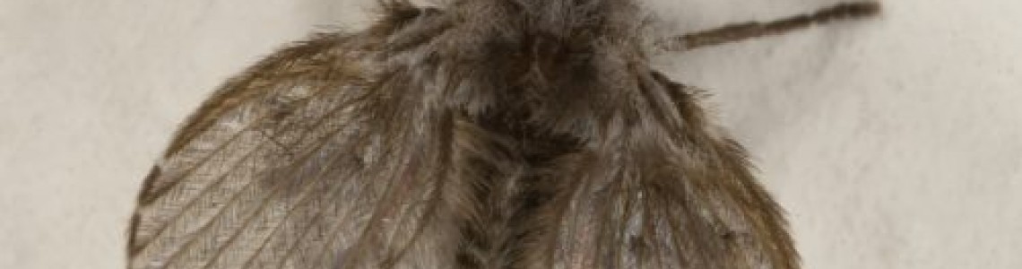 Мистериозните малки мухи (Psychodidae)