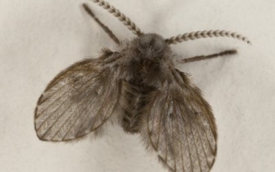 Мистериозните малки мухи (Psychodidae)
