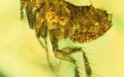 Познавате ли бълхата?