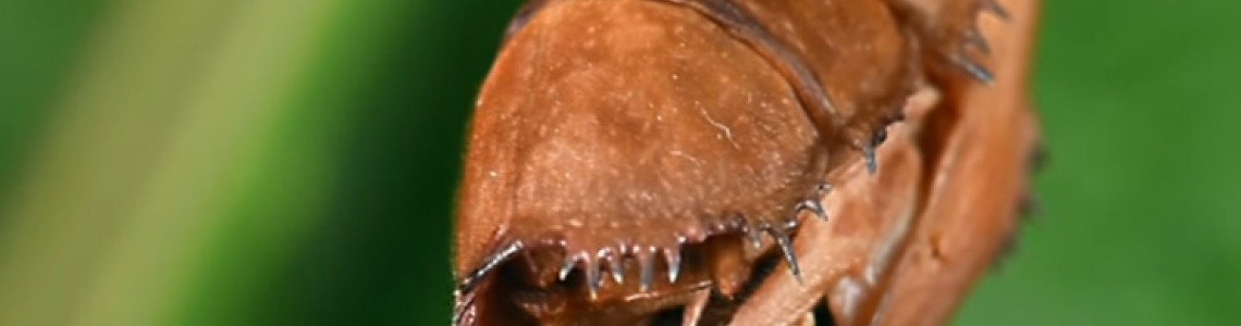 Насекомо с вид на извънземно снася яйцата си по странен начин (видео)