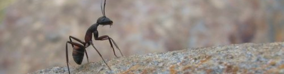 Мравката - битов неприятел или неканен гост?