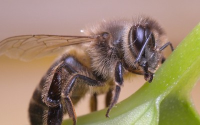 При ужилване от пчела или оса