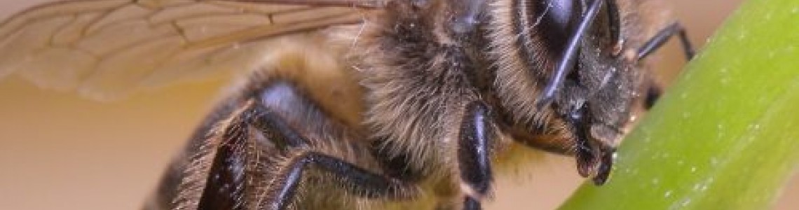 Пчели наказват пияните си събратя (видео)