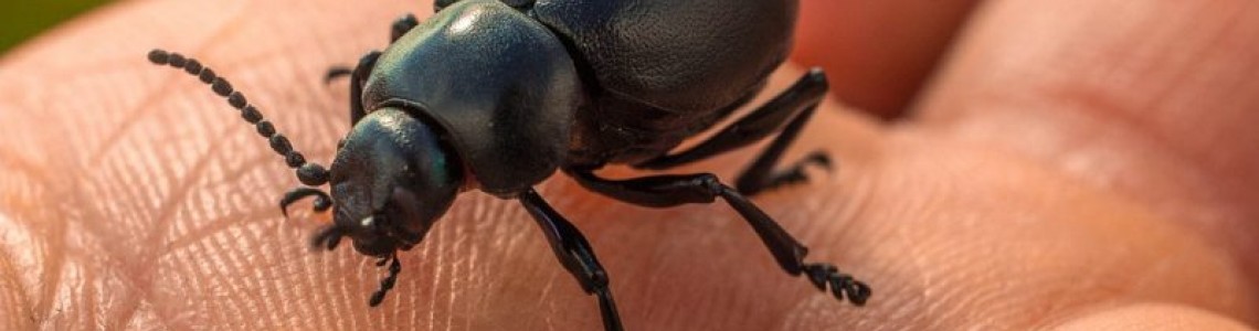 Бум на заразени с лаймска болест в България