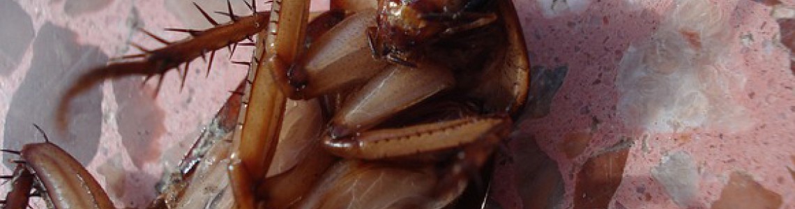 Борба срещу хлебарките