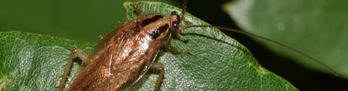 Старо, но златно: Отговор от Гошко-хлебарката...