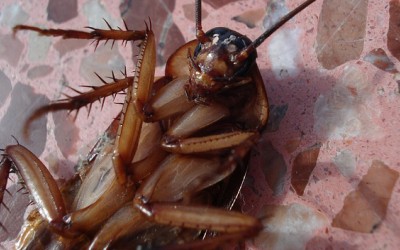 Борба срещу хлебарките