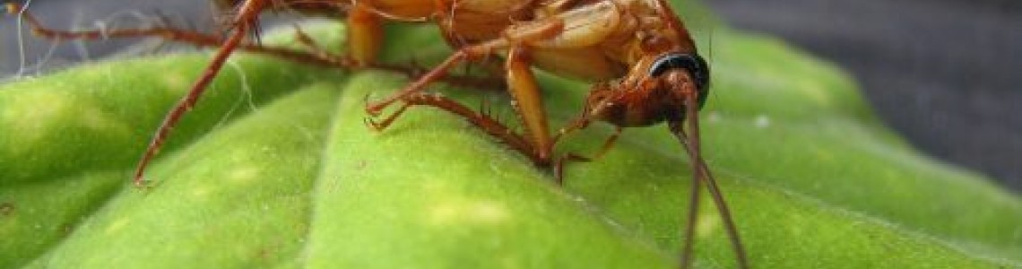 Когато ви се счупи колата, не викате на помощ ветеринар, нали? (Част 2)