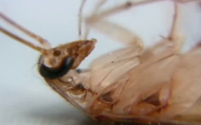 Хлебарките обичат и бира? (видео)