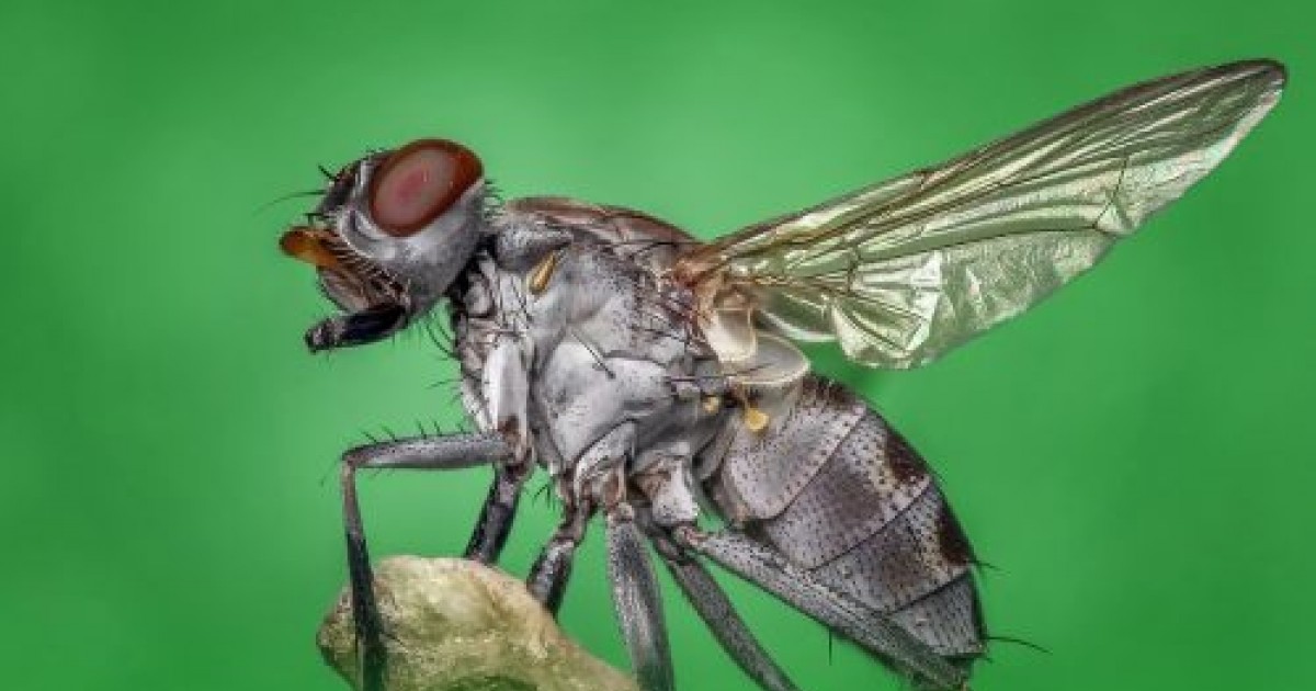 Muha Insect Защо е толкова трудно да удариш муха? (Видео)