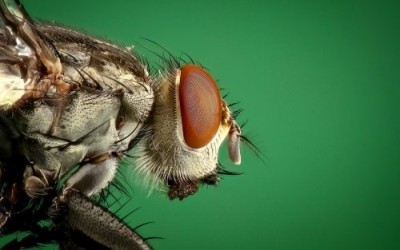 Защо са вредни мухите и как да се борим с тях