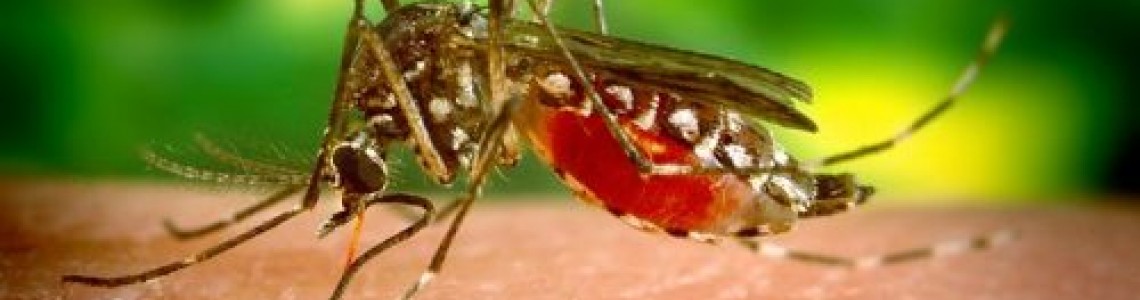 Комарите използват шест игли, за да смучат кръвта ни? Поглед съвсем отблизо (видео)