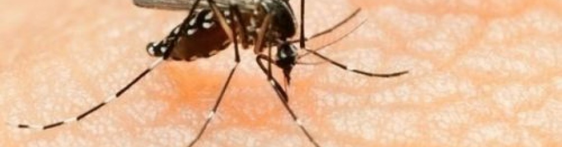Комарът преносител на 