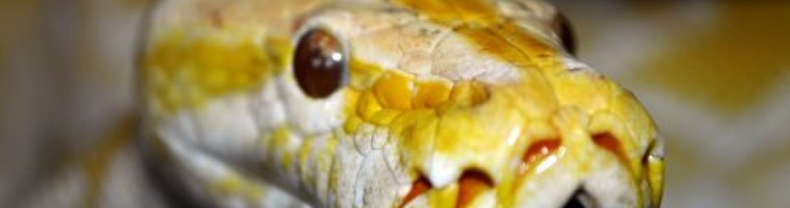 При горещо време змиите ловуват през нощта