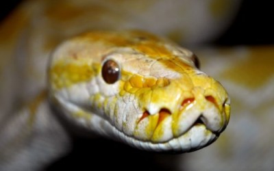 При горещо време змиите ловуват през нощта