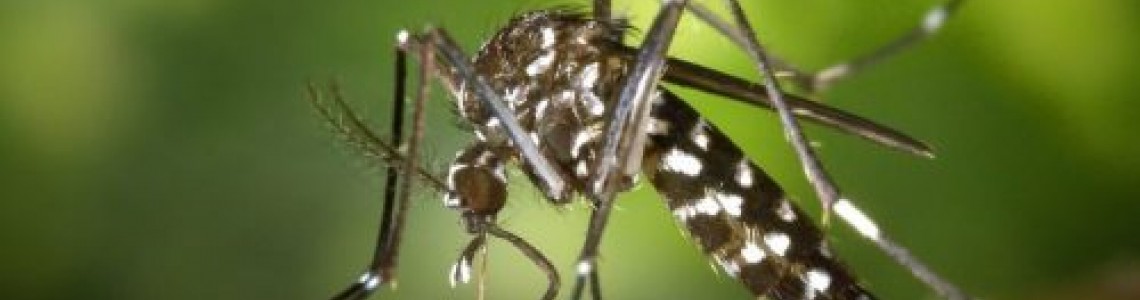 Вирусът Зика - Все по-голям риск от разпространение в Европа