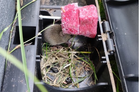 Контрол на гризачи Контрол на гризачи