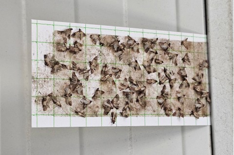 Контрол на складови вредители