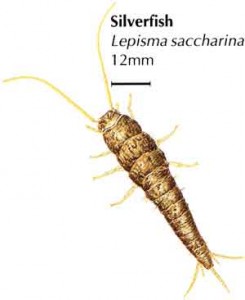 Безкрило насекомо - Lepisma saccharina