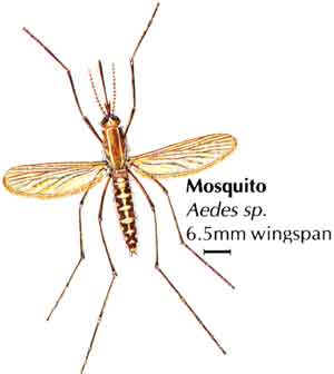 борба с комарите