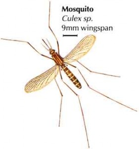 Немаларийни комари –Culex sp.