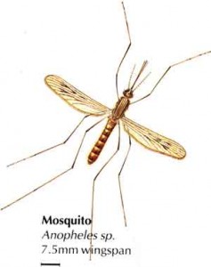 Борба с комарите