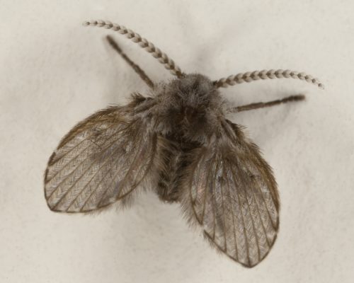 Мистериозните малки мухи (Psychodidae)